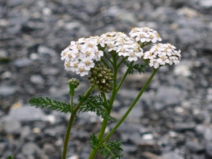 Gewöhnliche Schafgarbe